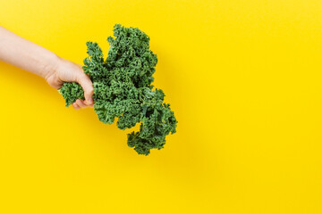 Hand holding a bunch of kale leaves over yellow background