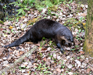 Otter animal Stock Photos.  Otter animal close-up profile view background of brown leaves and foliage. Image. Portrait. Picture. Photo.