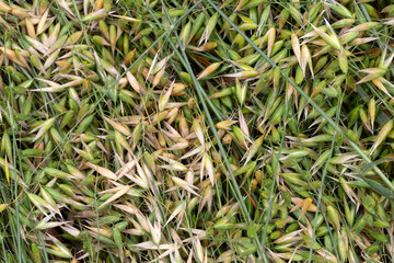 Detail of the green Oat Spike 