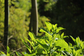 京都桂＆御所20150511