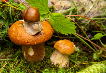  A garden snail sits on a large wet mushroom, and another smaller mushroom grows nearby.