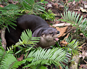 Otter animal Stock Photos.  Otter animal profile view with opened mouth showing teeth. Image....
