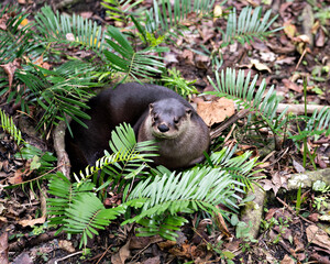 Otter animal Stock Photos.  Otter animal profile view. Picture. Image. Portrait. Close-up. Resting...