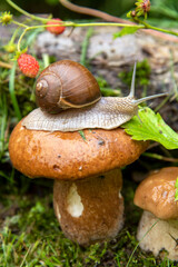  A garden snail sits on a large wet mushroom, and another smaller mushroom grows nearby.