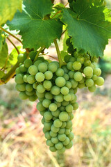 Ripe grape, white grape in the vineyard with leaves