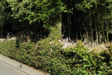 Fototapeta premium 京都桂＆御所20150511