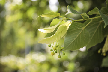 Closeup view of linden tree with fresh young green leaves and blossom outdoors on spring day