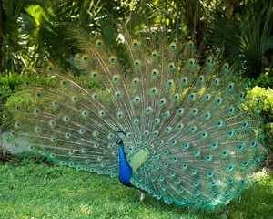 Peacock bird Stock Photos.  Peacock bird close-up profile view. Peacock birds in courtship.  Beautiful colourful bird. Image. Picture. Portrait. Fan tail. Courtship.