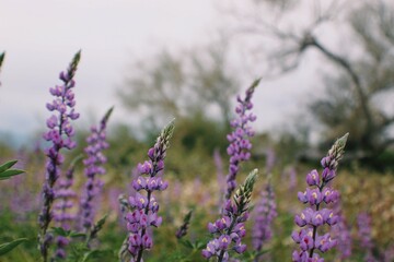 Obraz premium wildflowers