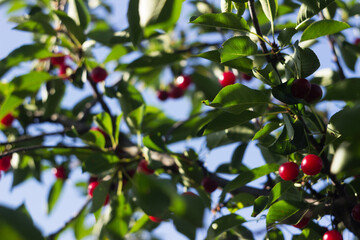 Ripe cherry berries hanging on a tree, red fruits, harvest. Summer, beautiful sunny color