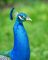 Obraz premium Peacock bird Stock Photos. Peacock bird head close-up profile view. Peacock bird, the beautiful colourful bird. Portrait. Picture. Image. Blur background.