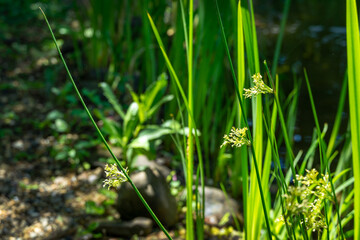 Close-up of blossom juncus effusus common  rush or soft rush on blurred green background. Juncus Effusus is perennial herbaceous flowering plant species family Juncaceae. Nature concept for design