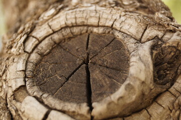 Tree knot close up