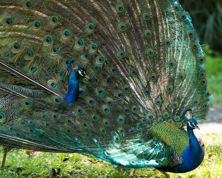 Peacock bird stock photos. Image. Portrait. Picture. Colourful bird. Beautiful bird. Blue and green plumage. Fan tail. Courtship.