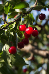 Ripe cherry berries hanging on a tree, red fruits, harvest. Summer, beautiful sunny color