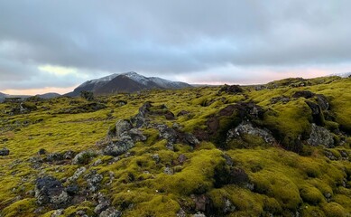 Iceland lava landscape with moss