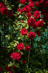Bright red spray roses in the garden and blue sky