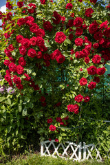 Fototapeta na wymiar Bright red spray roses in the garden and blue sky