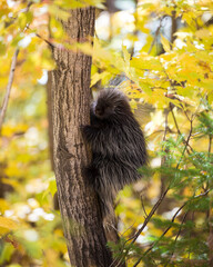 Porcupine Animal Stock Photos.   Porcupine animal close-up profile view autumn season. Picture. Image. Portrait.  In a tree with blur background.