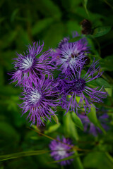 Medicinal herb burdock Arctium lappa, blooming violet flowers. soft background