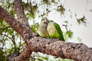 A pair of parrots are sitting on a tree branch        