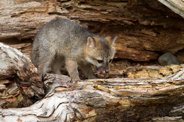 Baby Grey Fox with Mouth Open