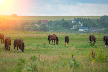 a herd of horses grazing in a field