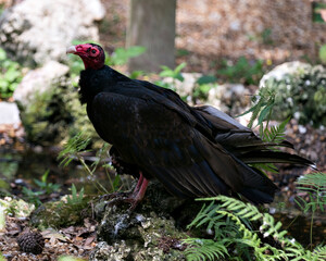 Vulture turkey bird stock photo.  Image. Portrait. Picture. Close-up profile view perched on moss rocks with foliage foreground and background. Side view.