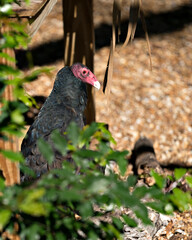 Turkey Vulture bird stock photo.  Head close up image, displaying  its red head, beak, eye and black feather plumage with a blur background in its environment and habitat. Image. Portrait. Picture.