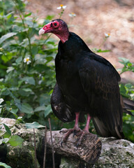 Turkey Vulture Bird Photo.  Close up profile view, perched on a log with a blur background, and wildflowers, displaying red head, beak, eye, feet, and black plumage in its environment and habitat.