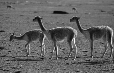 Familia de Vicuñas padre, madre e hijo junto con fondo difuminado de arena y piedra, el pequeño come. 