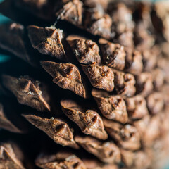 Macro shooting. Pine cone close-up. Texture, background.