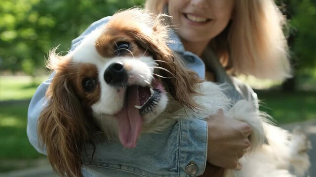 Close up of an adorable cavalier king Charles dog that is caressed by his owner