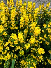 field of yellow flowers