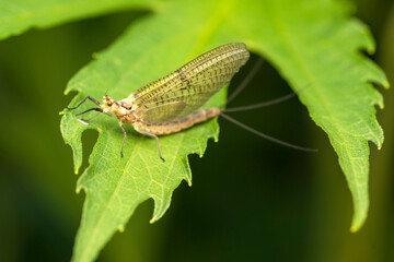 Macro photo. The common mayfly insect warms itself on a green leaf.