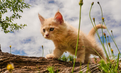 Cute Maine Coon Kitten first time outside