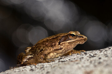 Ra-iberica, Iberian Frog (Rana iberica)
Viana do Castelo, Portugal - 2020.07.12