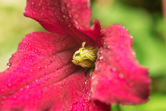 Purple flower klimatis with drops of water after rain. Close-up and a small depth of field.