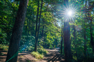 A green forest promenade on Lake Monticolo in the morning in the municipality of Eppan in Italian South Tyrol.