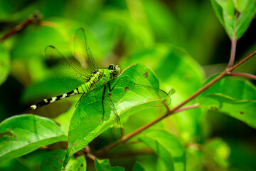 Emerald Dragonfly 