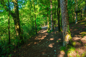 Fototapeta na wymiar A green forest promenade on Lake Monticolo in the morning in the municipality of Eppan in Italian South Tyrol.