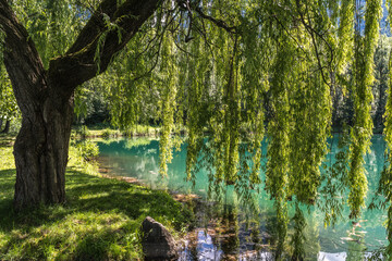 Spring Weeping Willow Tree near The Falschauer Creek in the Ulten Valley in South Tyrol. Valsura...