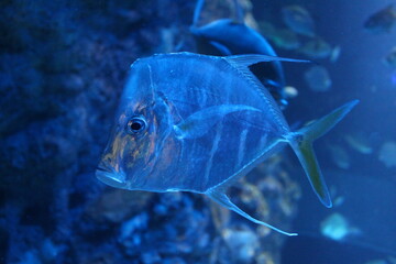 Blue fish aquarium