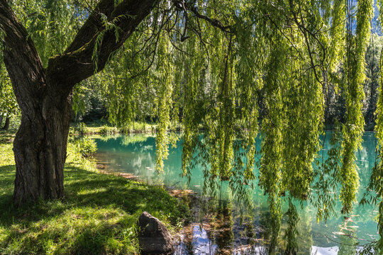 Spring Weeping Willow Tree near The Falschauer Creek in the Ulten Valley in South Tyrol. Valsura pond with  Salix babylonica (Babylon willow or weeping willow)