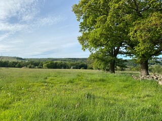 Landscape view, over fields and meadows, with dry stone walls and old trees near, Bradford, Yorkshire, UK