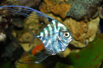 The African pompano (Alectis ciliaris), also known as the pennant-fish or threadfin trevally, is a...