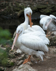 White Pelican bird stock photos.   White Pelican bird profile-view. Love birds. White colour feather plumage. Image. Portrait. Picture.