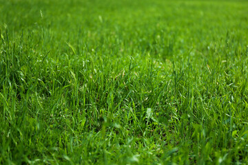 Fototapeta premium Green lawn with fresh grass as background