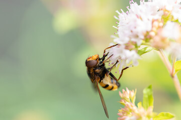 syrphus ribesii_004