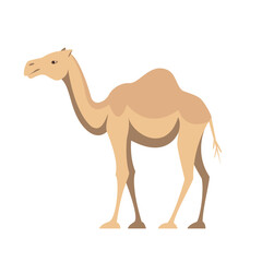 One humped camel animal of Australia in flat style isolated on white background. Stock vector illustration.